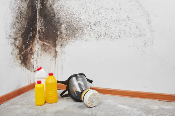Best Certified Mold Removal  in Ellicott City, MD