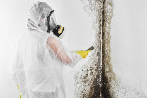 Best Mold Remediation  in Ellicott City, MD