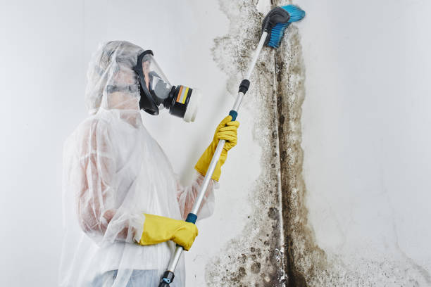 Best Same-Day Mold Removal  in Ellicott City, MD