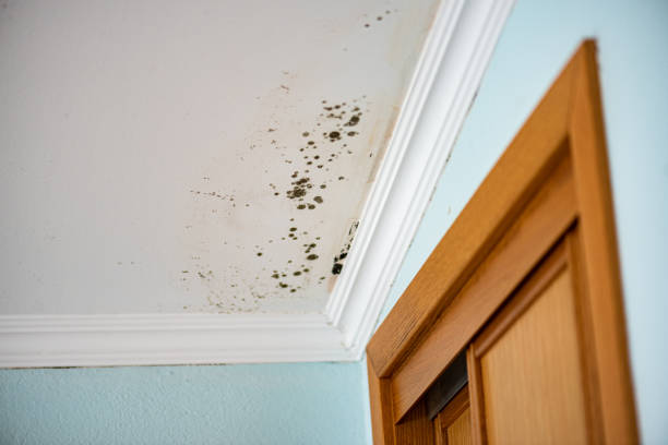 Professional Mold Removal in Ellicott City, MD