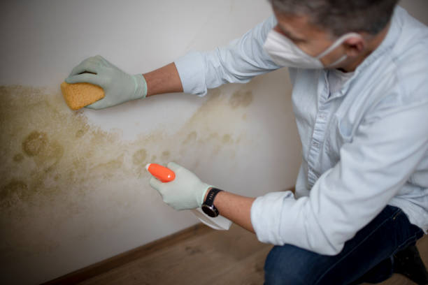 Best Residential Mold Removal  in Ellicott City, MD