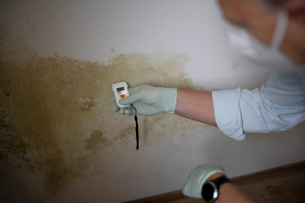 Best Black Mold Removal  in Ellicott City, MD